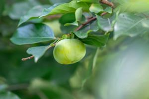 Start of Autumn - The Arrival of Autumn's Message on Earth
