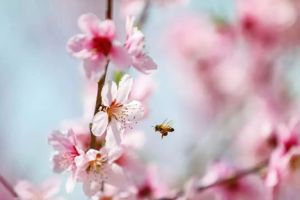 A Roar of Spring Thunder, A Surge of Life